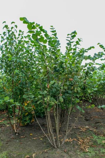 Corylus avellana meerstammig 300-350, Tuin en Terras