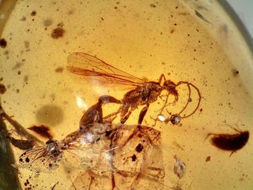 Parasitaire wesp-inclusie (Hymenoptera) - Barnsteen (Zonder, Verzamelen