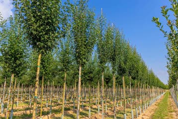 Crataegus monogyna Stricta hoogstam 12/14