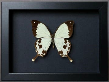 Vlinder Taxidermie volledige montage - Papilio dardanus - 18, Antiek en Kunst, Curiosa en Brocante