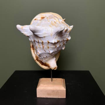 Schelp Taxidermie Opgezette Dieren By Max, Verzamelen, Ophalen of Verzenden, Nieuw, Wild dier, Opgezet dier