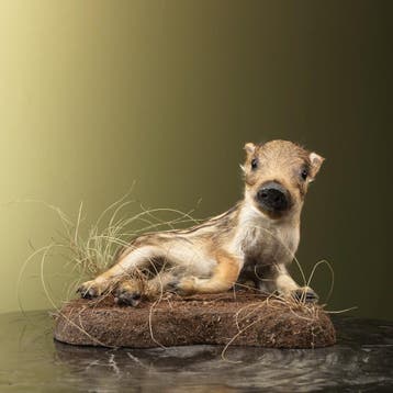 Frisling - Wild Zwijn Taxidermie Opgezette Dieren By Max, Verzamelen, Dierenverzamelingen, Ophalen of Verzenden, Nieuw, Wild dier
