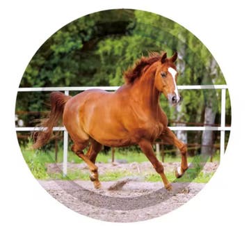 Paarden party set Beautiful Horses 46-delig, Dieren en Toebehoren, Verzenden, Nieuw, Overige soorten