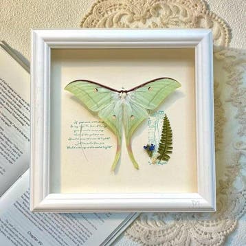 Groene staartzijderupsvlinder Taxidermie wandmontage -, Nieuw