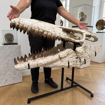 Uitzonderlijke reusachtige mosasaurus - Fossiele schedel -, Verzamelen