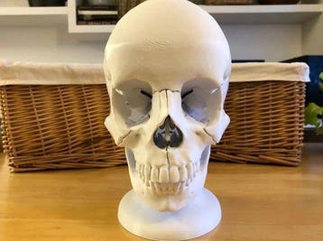 Anatomisch model - Magnet, PLA-verbruiksmaterialen - 2020+ -