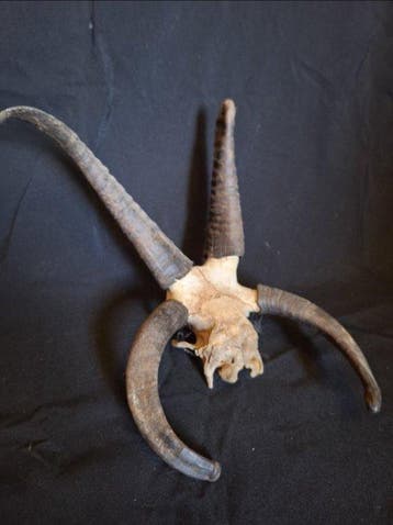 Jacobs schapen Taxidermie volledige montage - Jacob - 50 cm