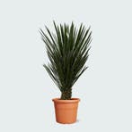 Green Bubble - Yucca Fillifera - 130 cm - Ø40 cm, Ophalen of Verzenden