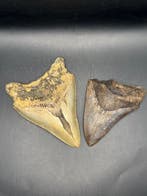 Megalodon - Fossiele tand - Otodus Megalodon - 11.01 cm -, Verzamelen, Mineralen en Fossielen