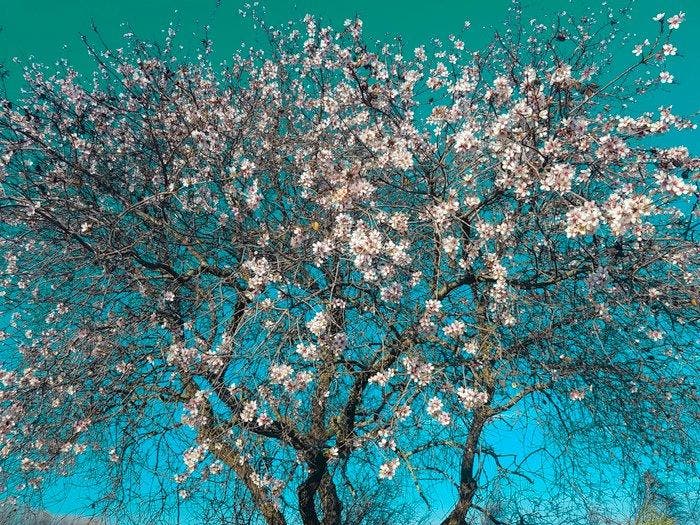 Viet Ha Tran - Almond trees - Large Edition, Antiek en Kunst, Kunst | Designobjecten