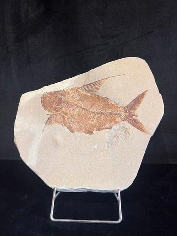 fossiele vis - Fossiel skelet - Nematonodus - 23 cm - 22 cm, Verzamelen