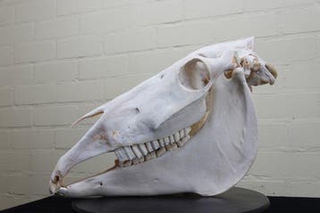 paarden schedel Schedel - Equus caballa - 0 cm - 49 cm - 0, Nieuw
