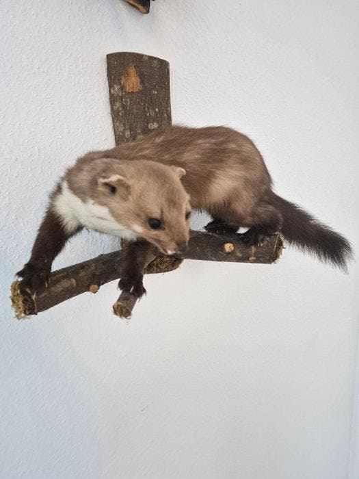 Jachttrofee, Antiek en Kunst, Curiosa en Brocante