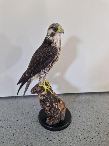 Valk Taxidermie volledige montage - Falco peregrinus - 47 cm, Nieuw