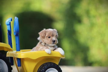 Maltipoo, mix Maltezer x Poedel, hypo-allergeen, Dieren en Toebehoren, Parvo, België, Overige rassen, 8 tot 15 weken