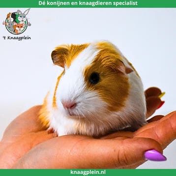 Gecastreerde cavias - Beste combinatie - Erg rustig - Tam, Dieren en Toebehoren, Mannelijk, Cavia, Tam