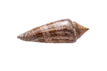 zeldzame verzamel-slak  RARE  roem der zee Taxidermie, Verzamelen, Nieuw