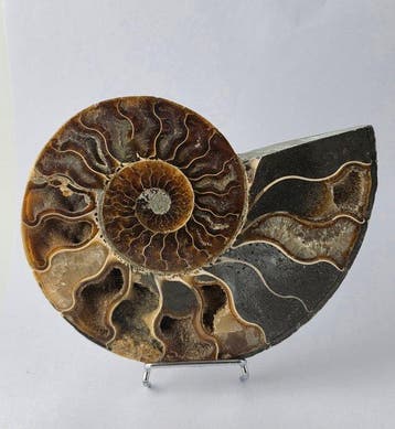 Ammoniet - Gefossiliseerd dier - Aioloceras (Cleoniceras), Verzamelen, Mineralen en Fossielen