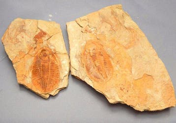 Trilobiet - Gefossiliseerd dier - Asaphellus (Positive &