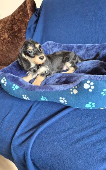 Ruwhaar boomer puppies!  (NOG 2 REUTJES beschikbaar), Dieren en Toebehoren, Parvo, 8 tot 15 weken, Meerdere, Nederland