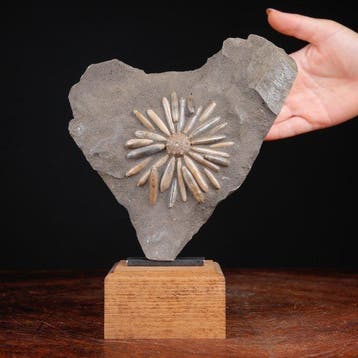 Echinoïde fossiel op matrix - Fossiel skelet - Asterocidaris, Nieuw