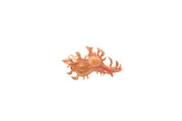 Chicoreus aculeatus Beige/Roze | Stekelmurex - Top GEM, Nieuw