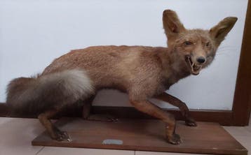 Rode vos Taxidermie volledige montage - Vulpes Vulpes - 40