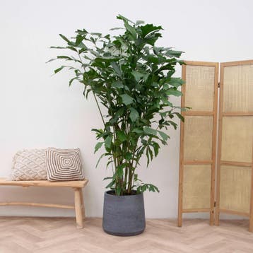Green Bubble - Caryota Mitis - 210cm - Ø32 cm, Huis en Inrichting, Kamerplanten, Ophalen of Verzenden