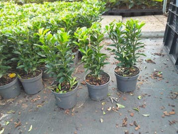 Euonymus Green Spire kardinaalsmuts buxus v  Buxus vervanger, Tuin en Terras, Ophalen of Verzenden, Buxus, Haag, Minder dan 100 cm