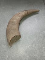 Koe Hoorns - Hoorn - 22 cm - 4 cm - 5.5 cm - (1), Antiek en Kunst