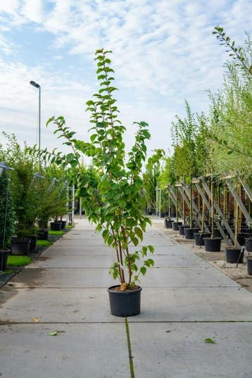 Prunus sargentii meerstammig 200-250