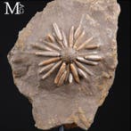 Echinoide fossiel op matrix - Fossiele sterfteplaat -