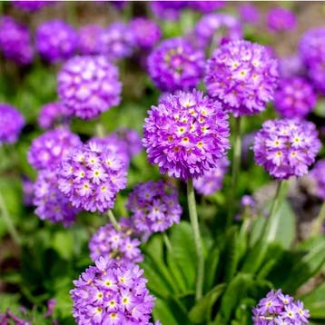 Primula Denticulata Lilac - Wortelgoed - 5 stuks, Tuin en Terras, Verzenden