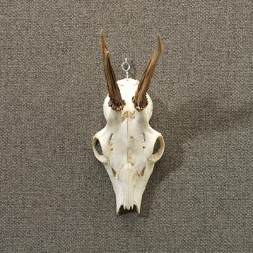 Reebok Gewei Taxidermie Opgezette Dieren By Max, Ophalen of Verzenden, Nieuw, Wild dier, Opgezet dier