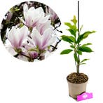 Magnolia x soulangeana + pot 17cm, Tuin en Terras, Verzenden