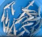 Sakazume 21-23cm (Japanse Koi), Karper of Koi