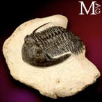 Trilobietfossiel op matrix - Fossiel skelet - Trilobite
