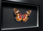 Vlinder Taxidermie volledige montage - Cethosia Cyane dInde, Antiek en Kunst