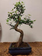 Japanese iep bonsai (Zelkova) - Hoogte (boom): 29 cm -