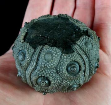 Indrukwekkende zee-egel !!! - Uitzonderlijke grootte bij, Verzamelen, Mineralen en Fossielen