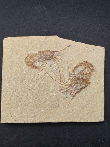 garnaal - Gefossiliseerd dier - Carpopenaeus callirostris -
