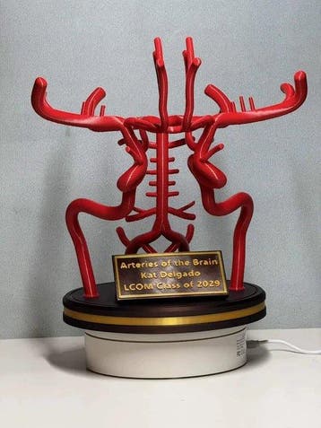 Anatomisch model - PLA verbruiksmaterialen - 2020+ - Model