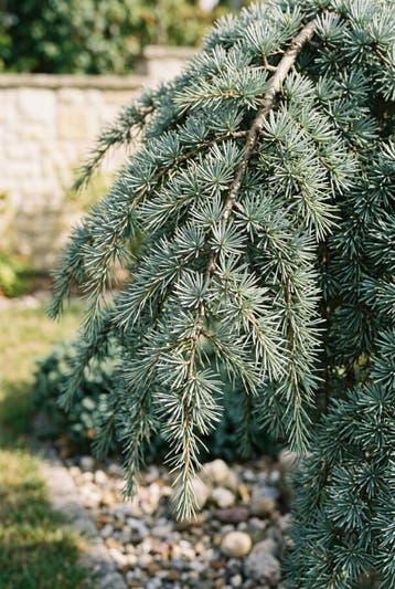Cedrus deodara Feelin Blue Struik, Tuin en Terras