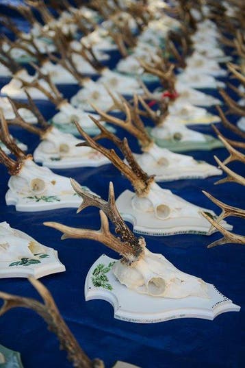 Ree Taxidermie wandmontage - Capreolus capreolus-100