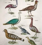 Matthäus Merian (b.1593) Hand coloured folio: Exotic Birds -