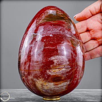 Ei van natuurlijk versteend hout – 2,1 kg fossiele, Verzamelen