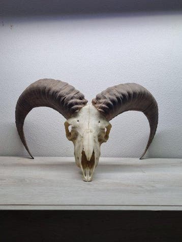 Mouflon Schedel van een zoogdier - Ovis aries musimon - 30