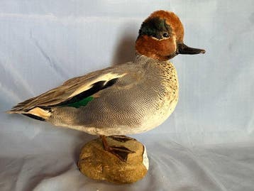 Wintertaling Taxidermie volledige montage - Anas crecca, Nieuw