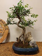 Japanese iep bonsai (Zelkova) - Hoogte (boom): 45 cm -