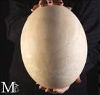 Zeldzaam Aepyornis-ei – Prehistorische reusachtige